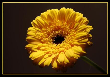 gerbera 2