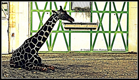 Bewerking Giraffe