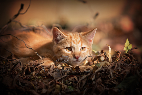 Chasing leaves