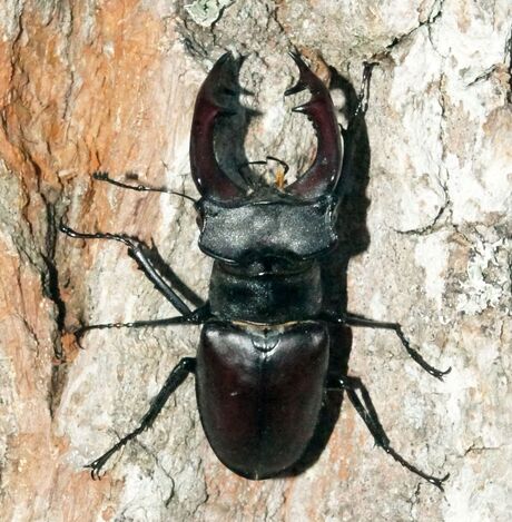 vliegend hert.1342.jpg