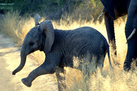 Baby elephant, krugers love