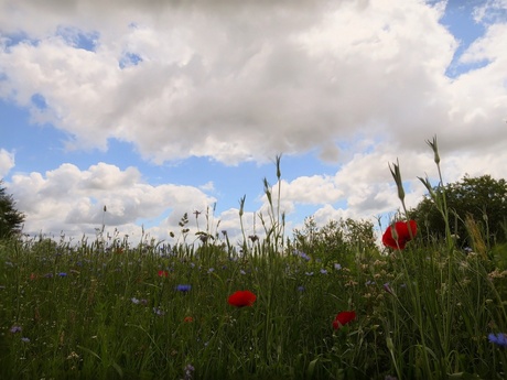 Wilde bloemen