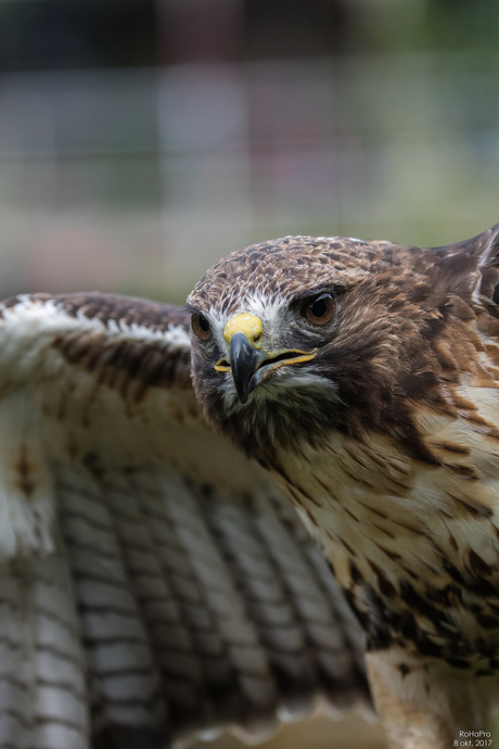 Canon Experience Day - Roofvogels_06