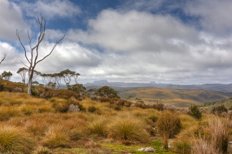 Tasmania nature