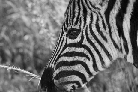 Zebra in Ithala Game Reserve