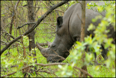 Rhino in the rain