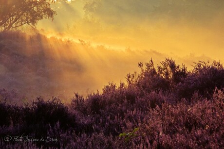 Zonsopkomst bij de heide