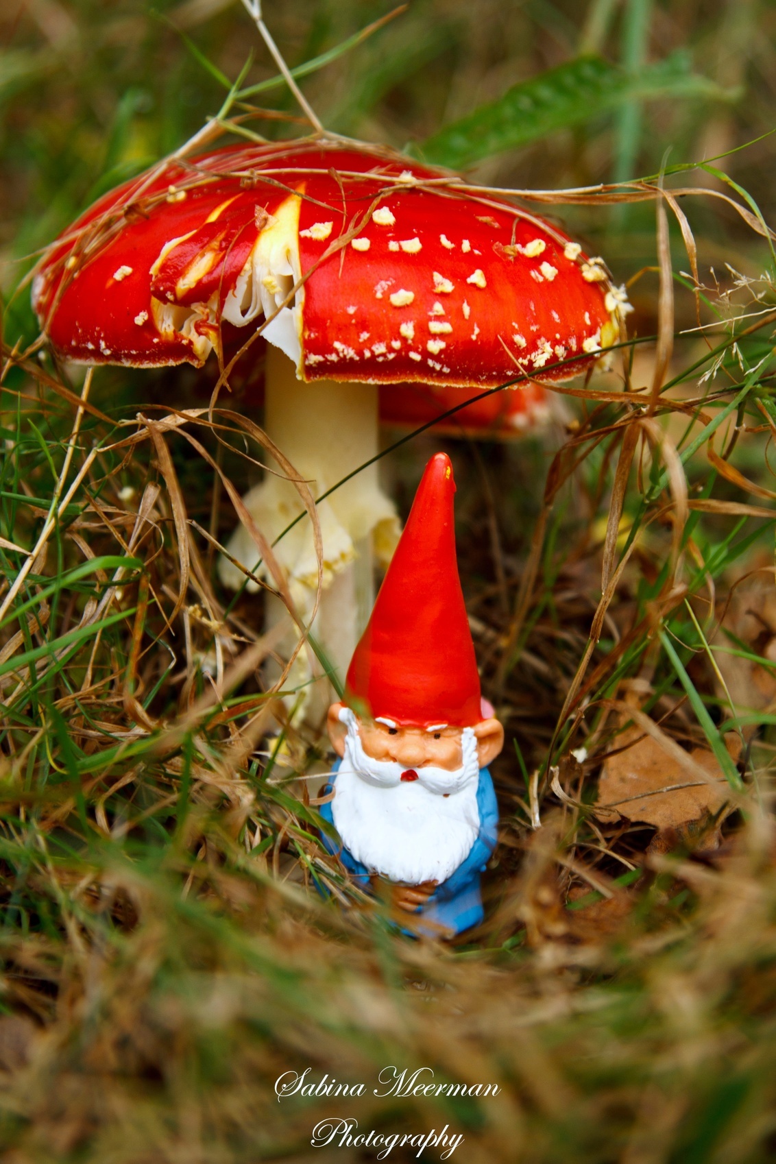 David De Kabouter - Foto Van Sabinameermanphotography - Natuur - Zoom.Nl