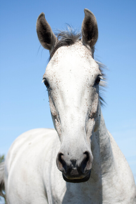 Beautyfull horse