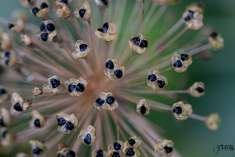 Patterns in nature