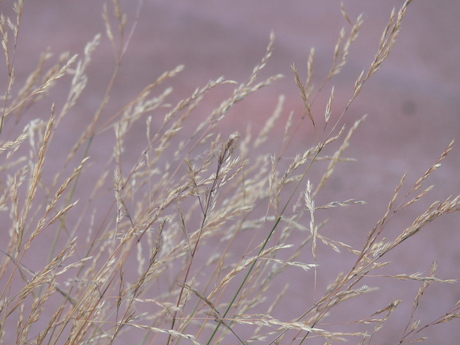 Natuur in de stad