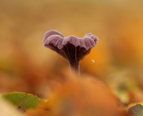 In het bos...