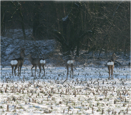 reeen in de winter