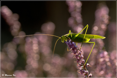 Balancing in the sun