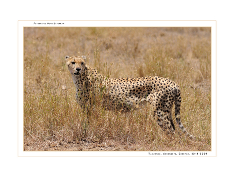 Cheetah Serengeti Tanzania