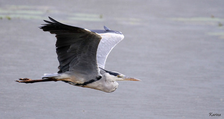 reiger