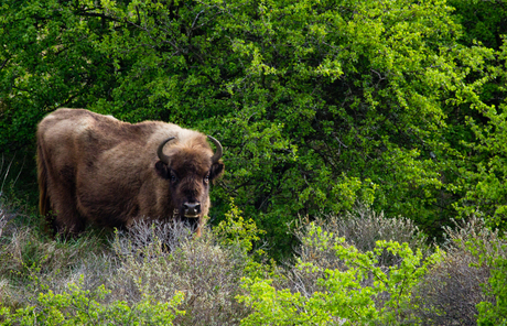 wisent op kraansvlakte