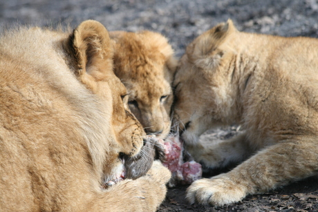 Dinner Time