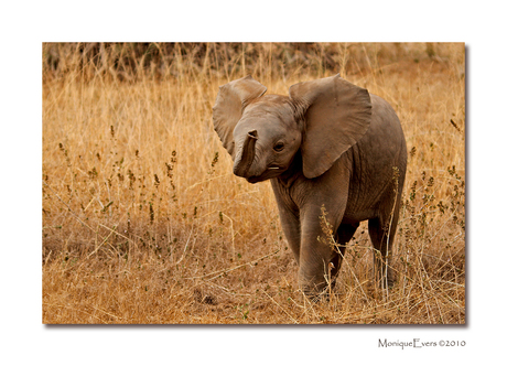 Baby Elephant - Amboseli NP