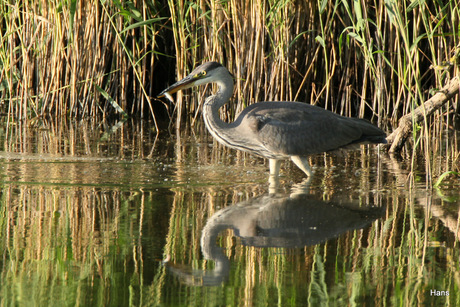 vissende reiger 2