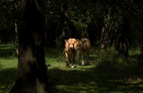 Kalfjes in het bos