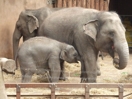 Olifanten liefde in de zoo