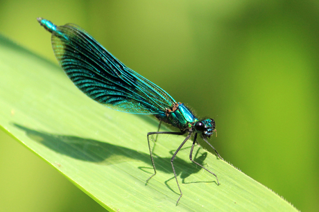 Mooi blauw in de sloot