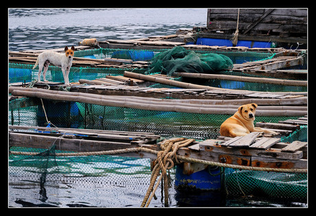 Floating fish farm