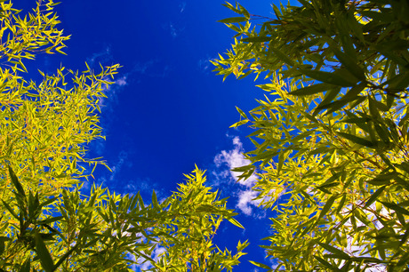 Beautiful bamboo against clear blue sky