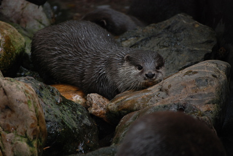 Otter