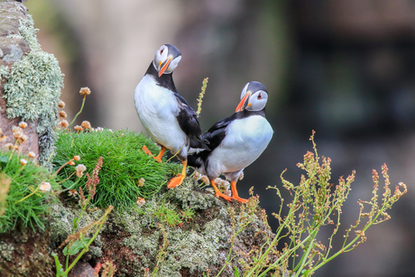 Puffins-10