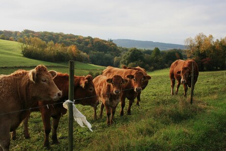 Terracotta cows