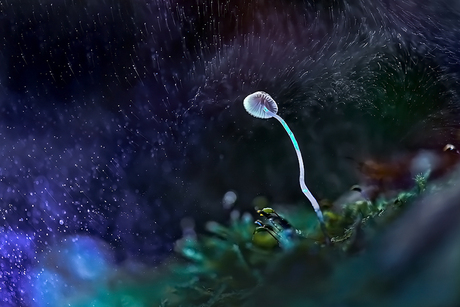 "Space Mycena Spec"