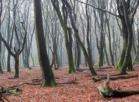 Dansende bomen...