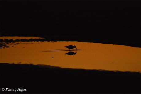 Drieteen strandloper in zonsondergang, Ameland