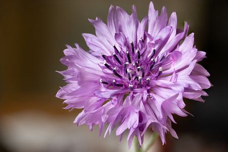 Stack - Mijn 2e stack foto - foto door Nicolet63 op 27-06-2019 - deze foto bevat: bloem