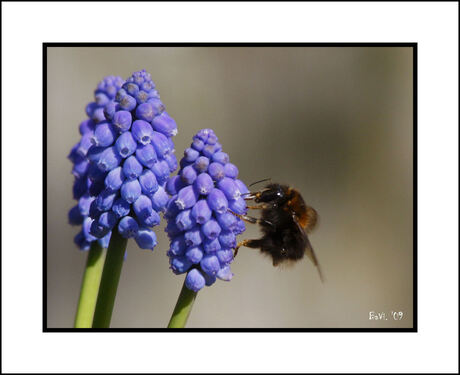 Hommel