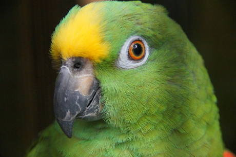 Geelvoorhoofd Amazone Papegaai