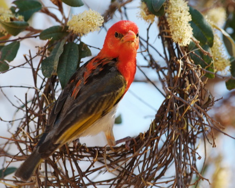 Red Headed Weaver Bird