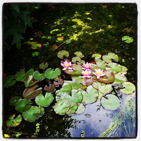 Our little pond....