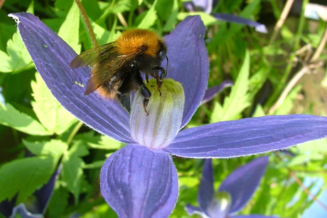 Bezige Bij.. Ehm hommel