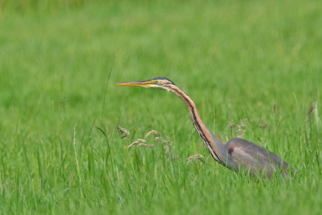 Purperreiger...