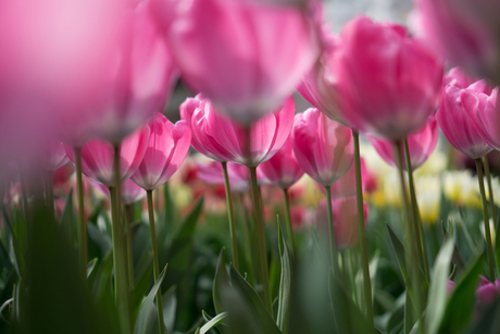Roze Tulpen
