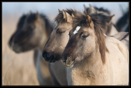 Konikpaarden