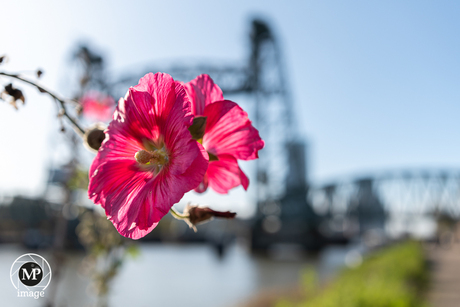 Bloem, brug, zon.