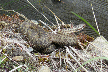 adder