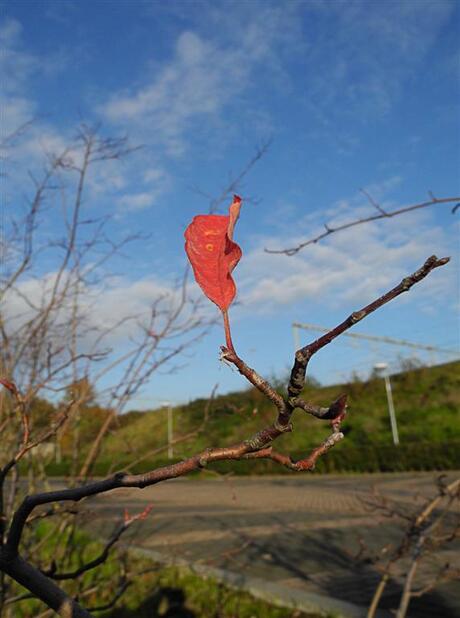 Herfst