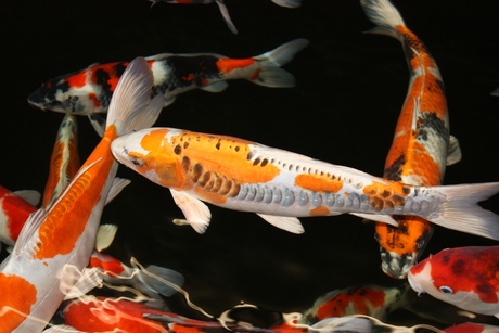 Koi