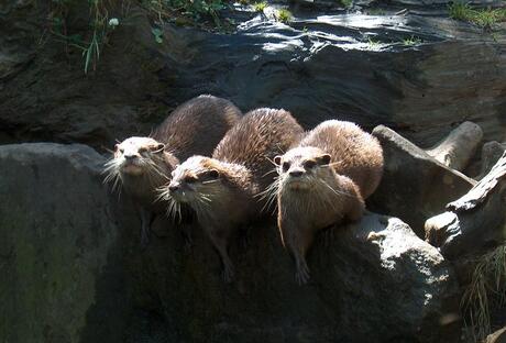 Otters