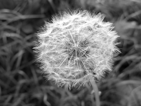 zwart-wit paardenbloem